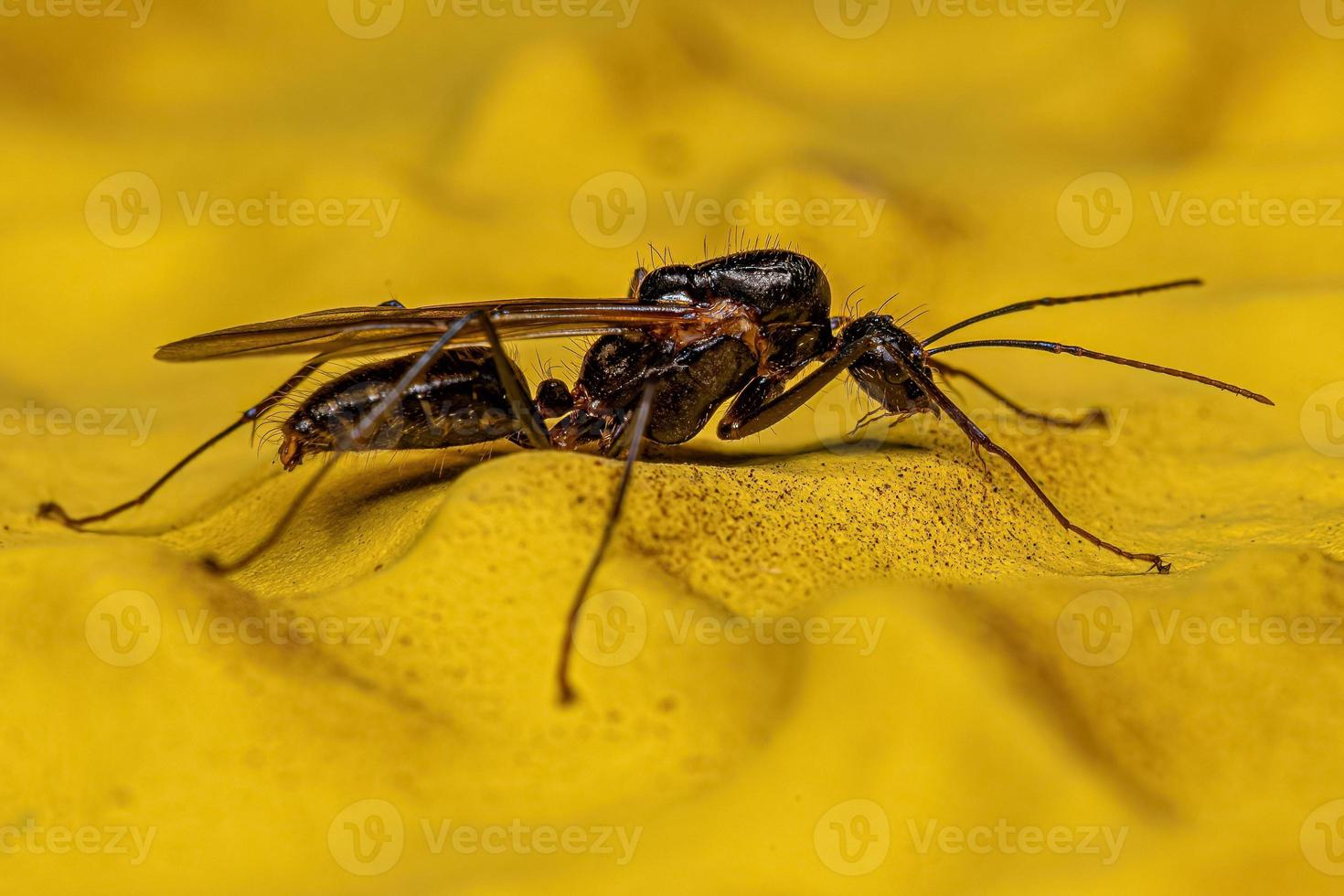 Hormiga carpintera alada macho adulto foto