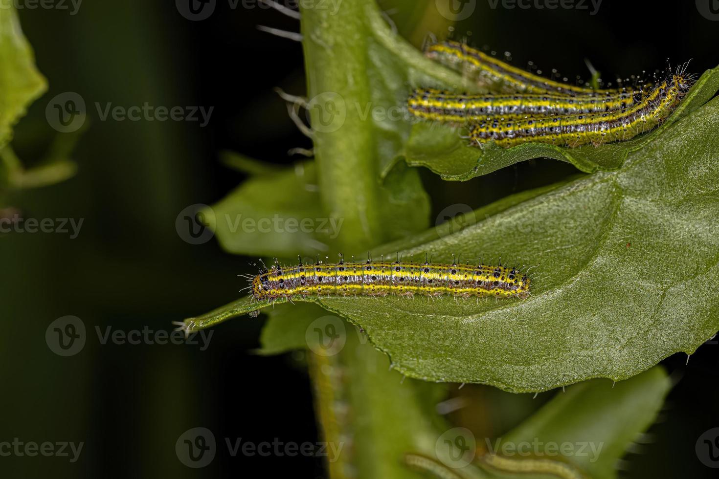 gran oruga de mariposa blanca del sur foto