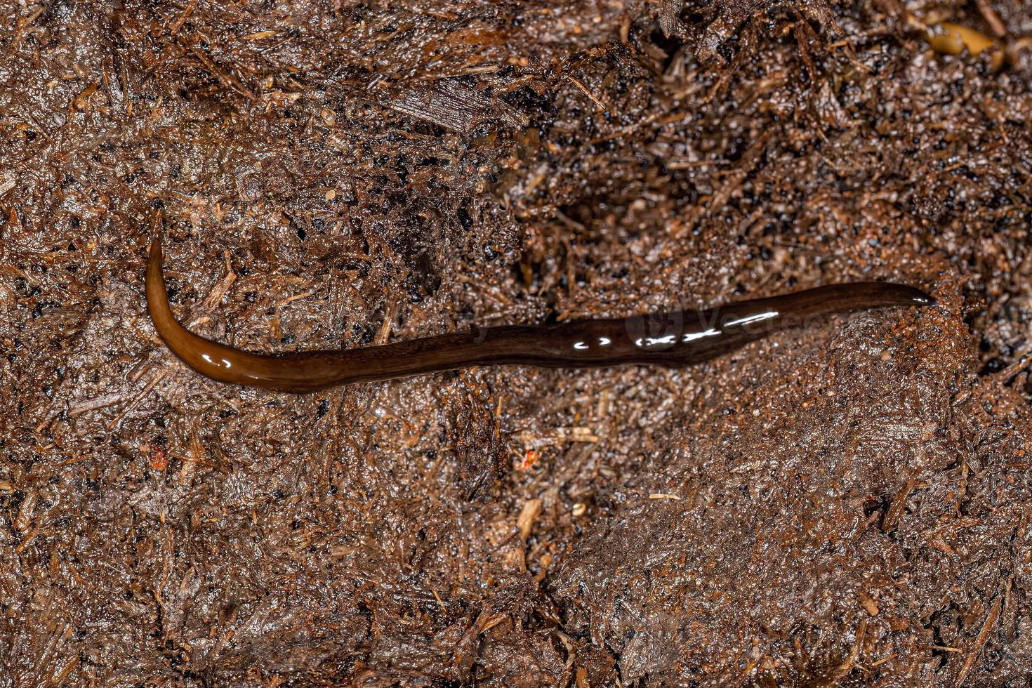 Neotropical Land Planarian photo
