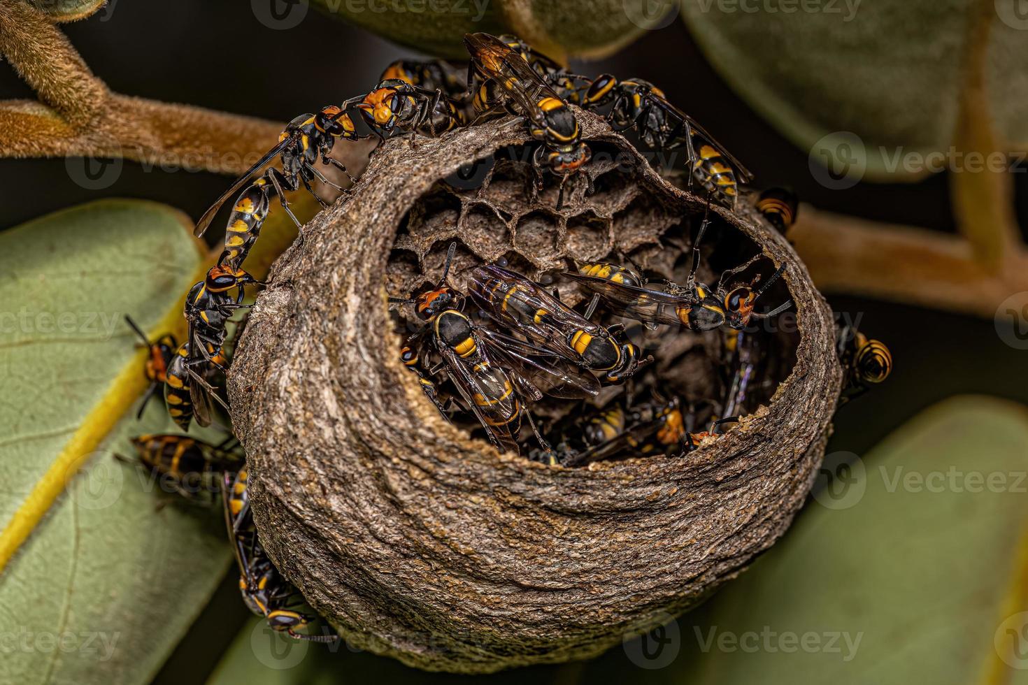 Adult Long-waisted Honey Wasps photo