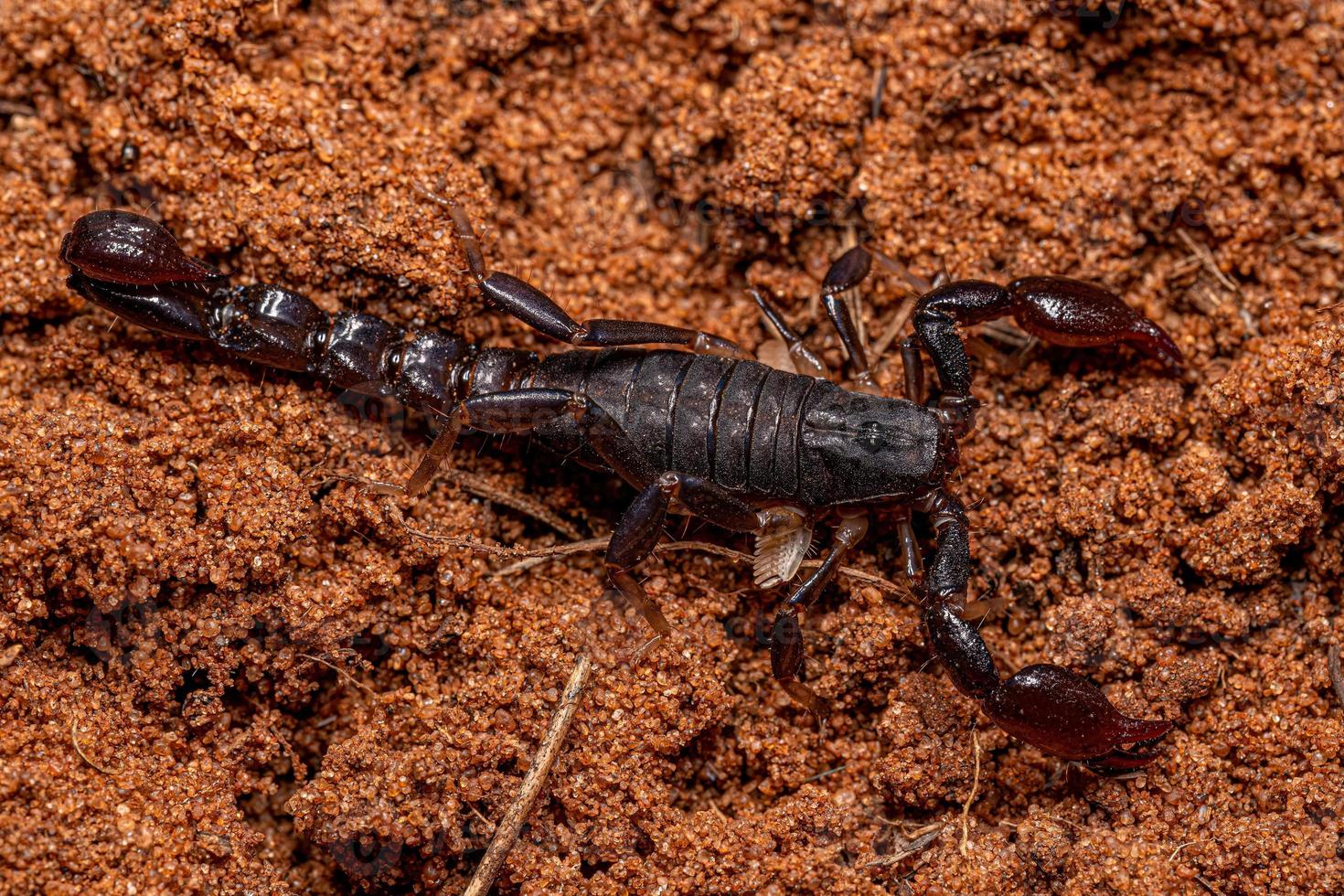 artrópodo arácnido quelicerado escorpión foto