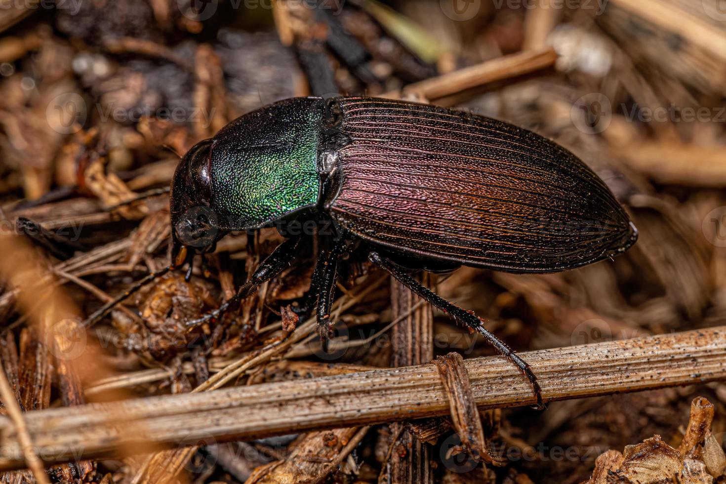 escarabajo de tierra adulto foto