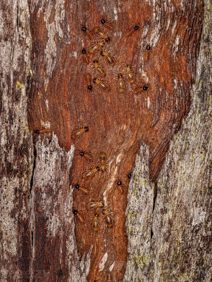 Adult Nasute Termites photo