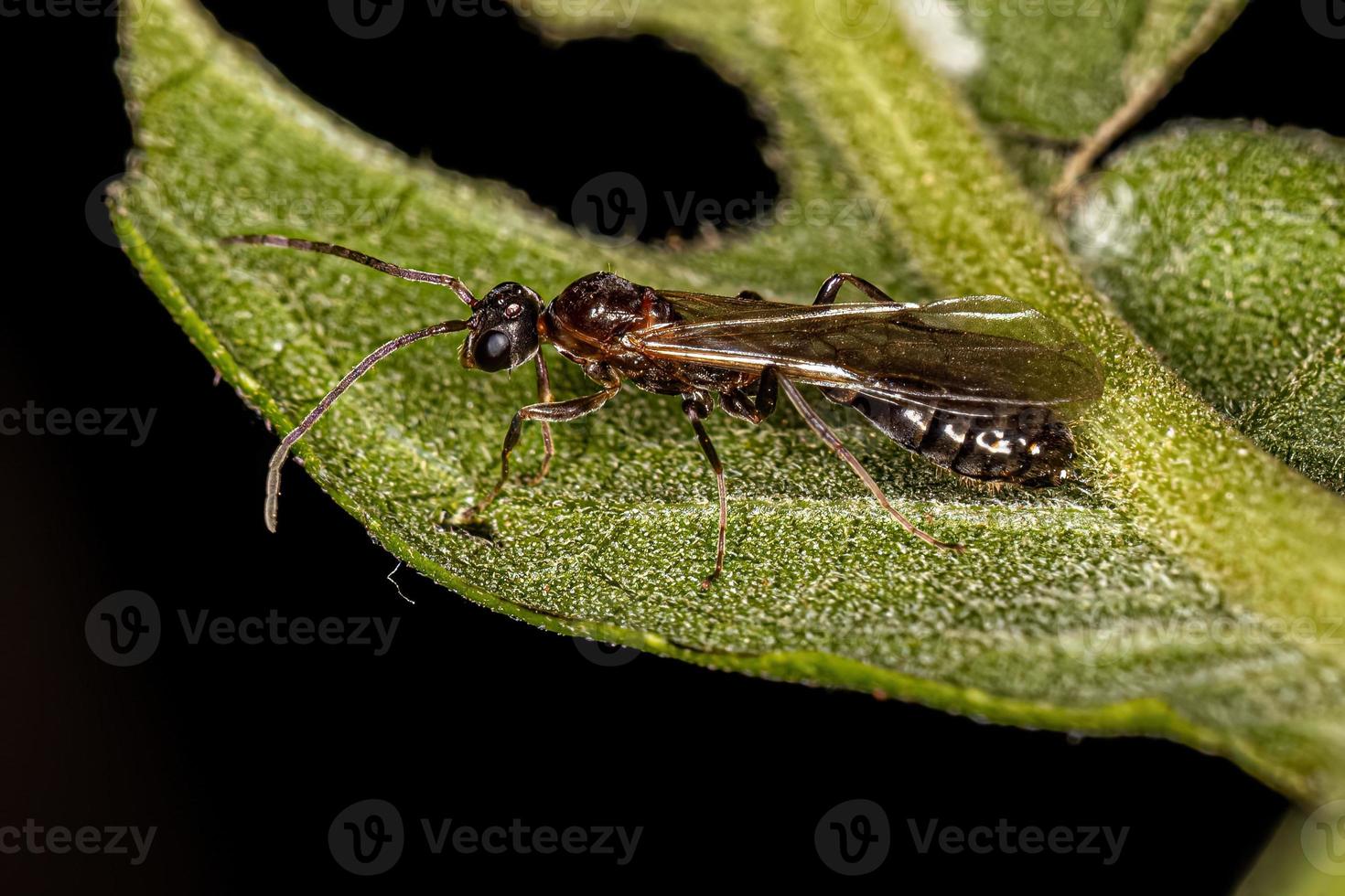 Adult Male Winged Ant photo