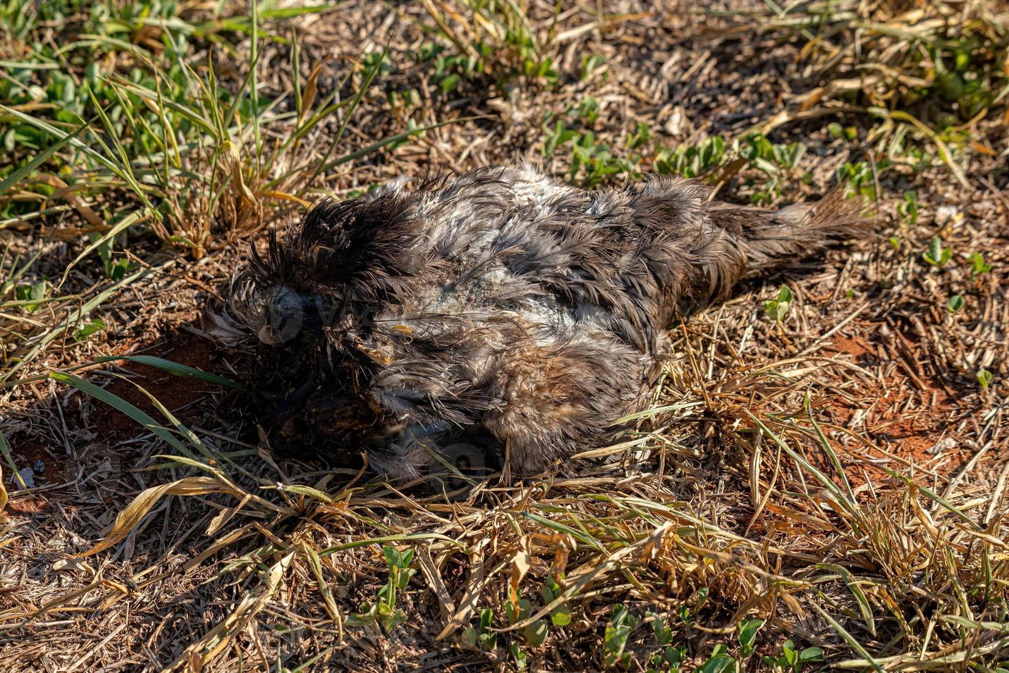 gran pájaro negro muerto foto