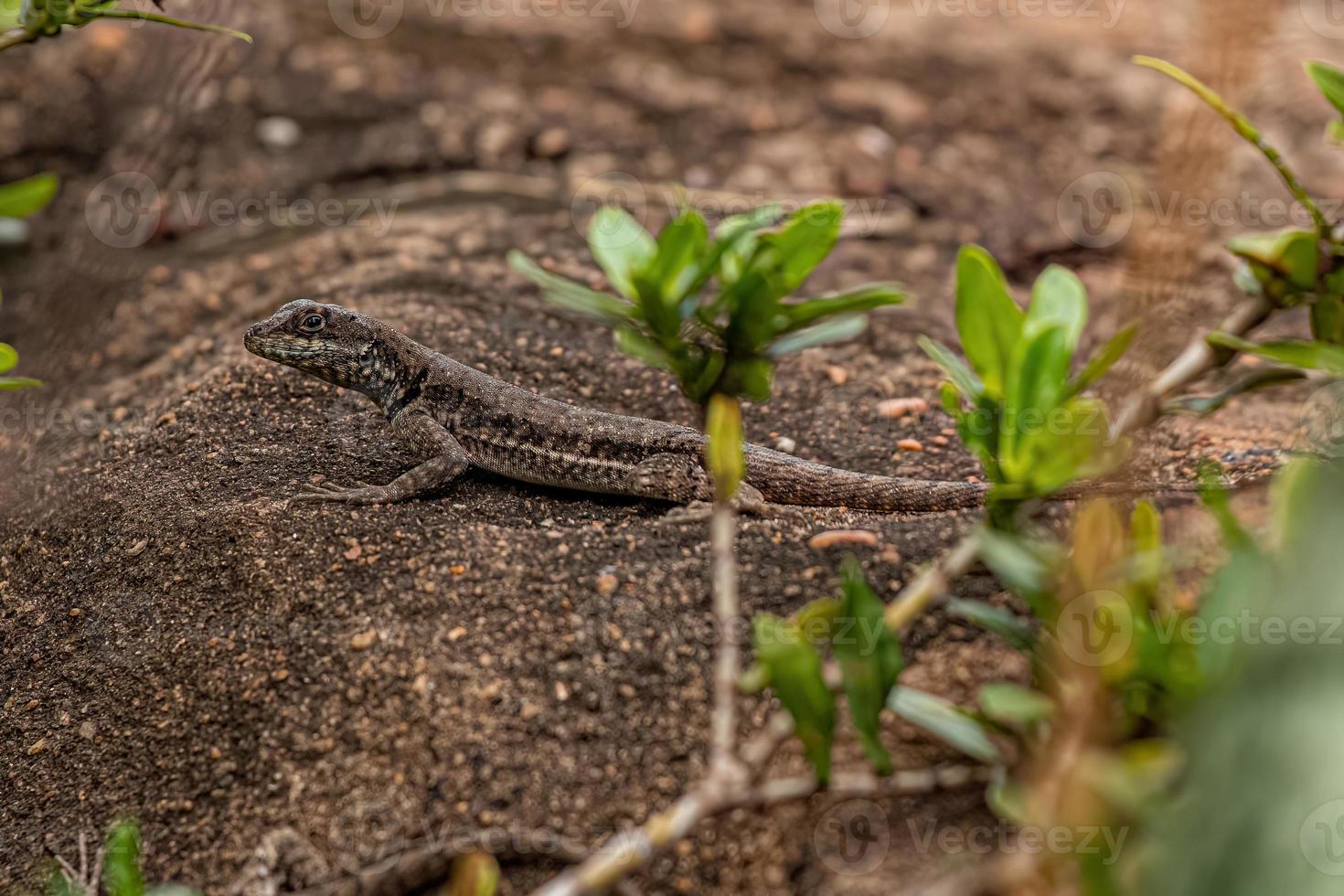 Small ground lizard photo