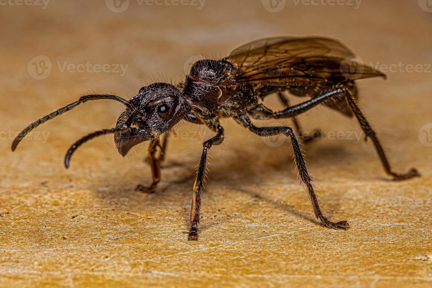 Adult Bullet Ant Queen photo