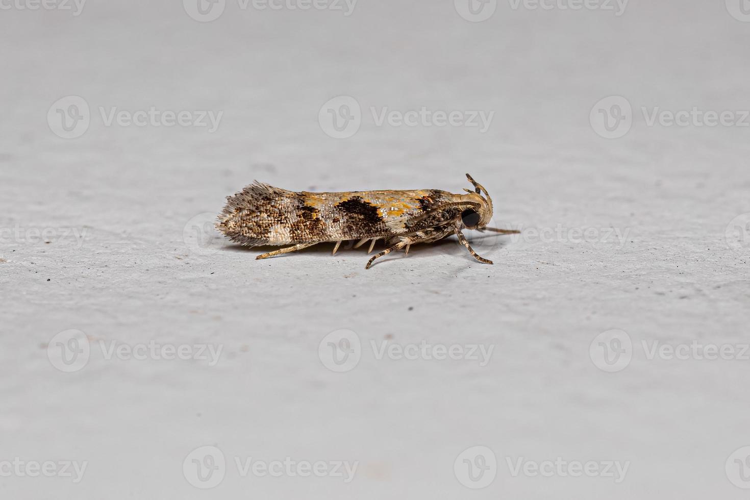 Adult Twirler Moth photo