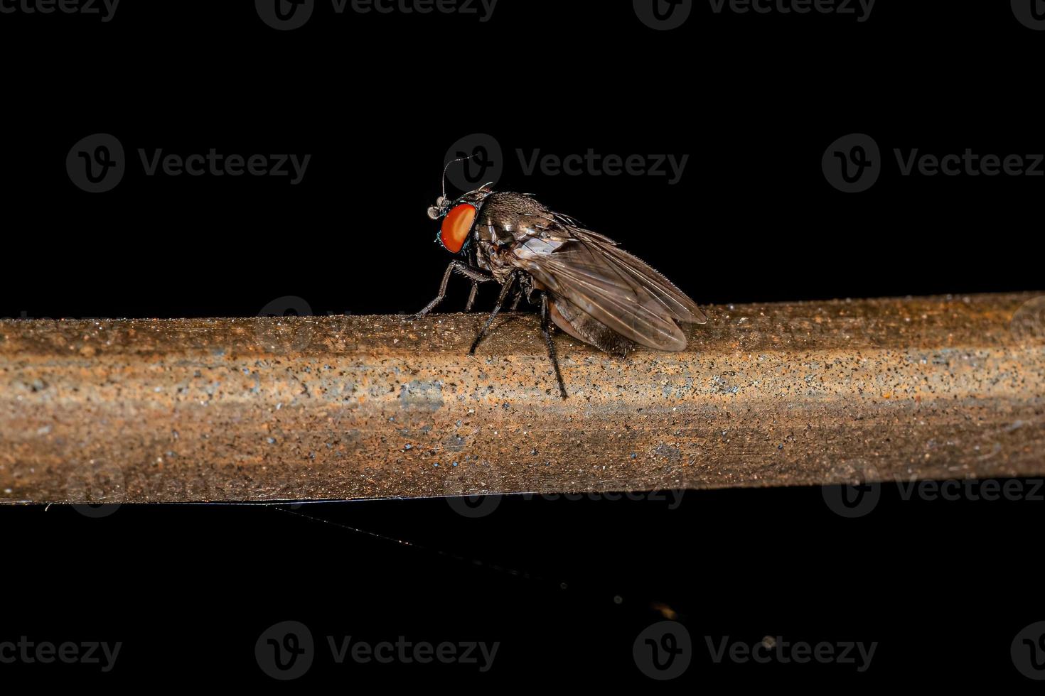 Adult Freeloader Fly photo