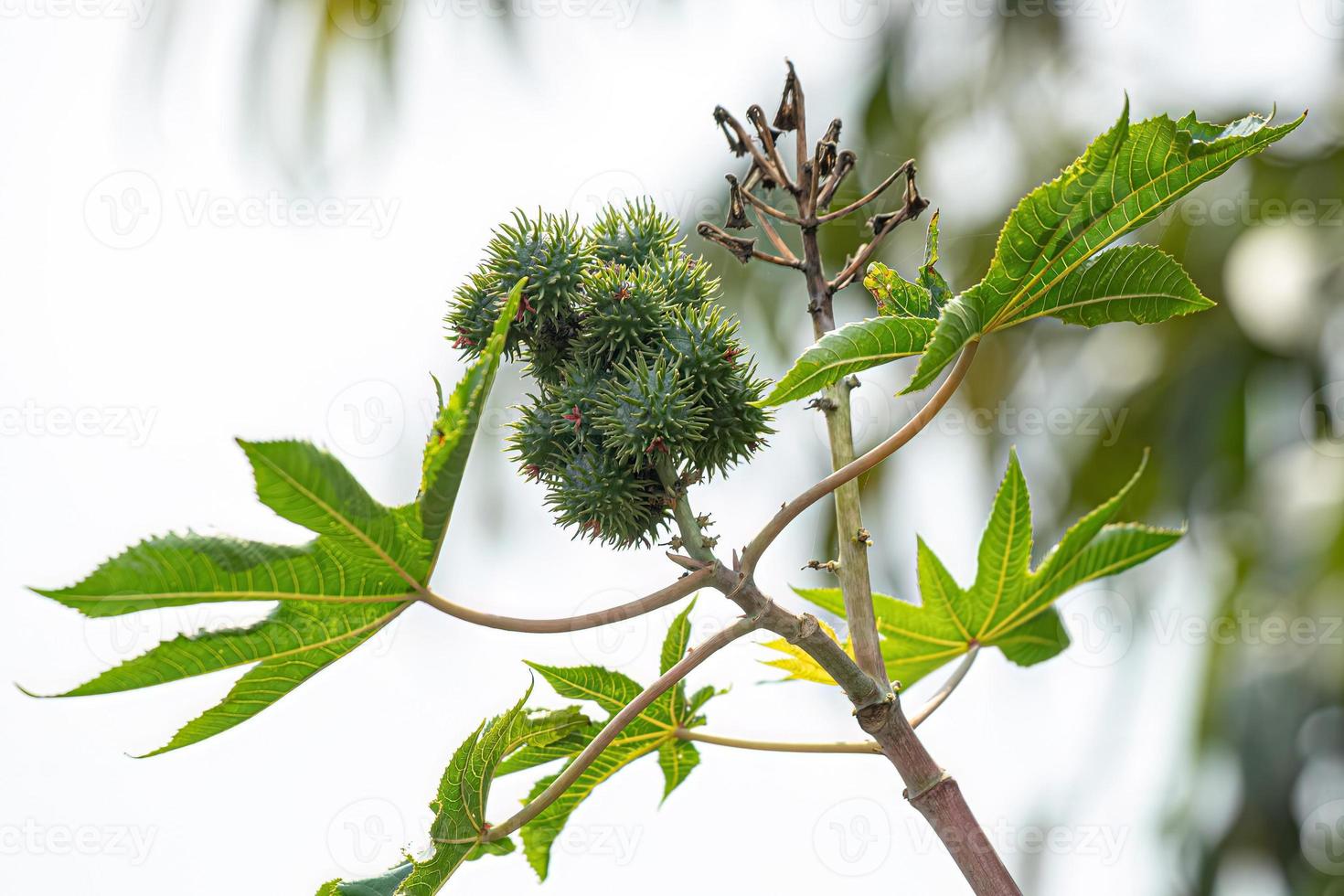 Green Castor Bean Plant 13070796 Stock Photo at Vecteezy