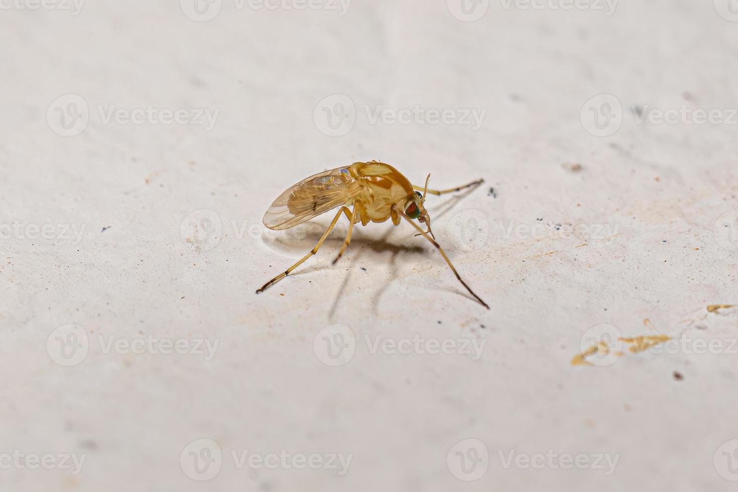 Adult Non-biting Midge photo