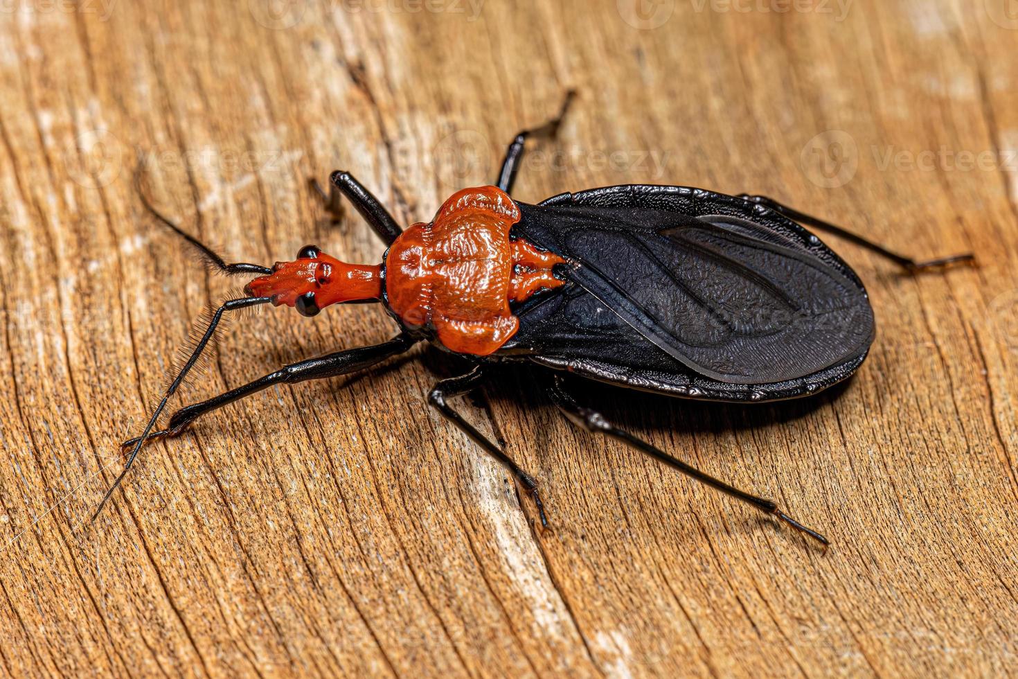 Adult Millipede Assassin Bug photo