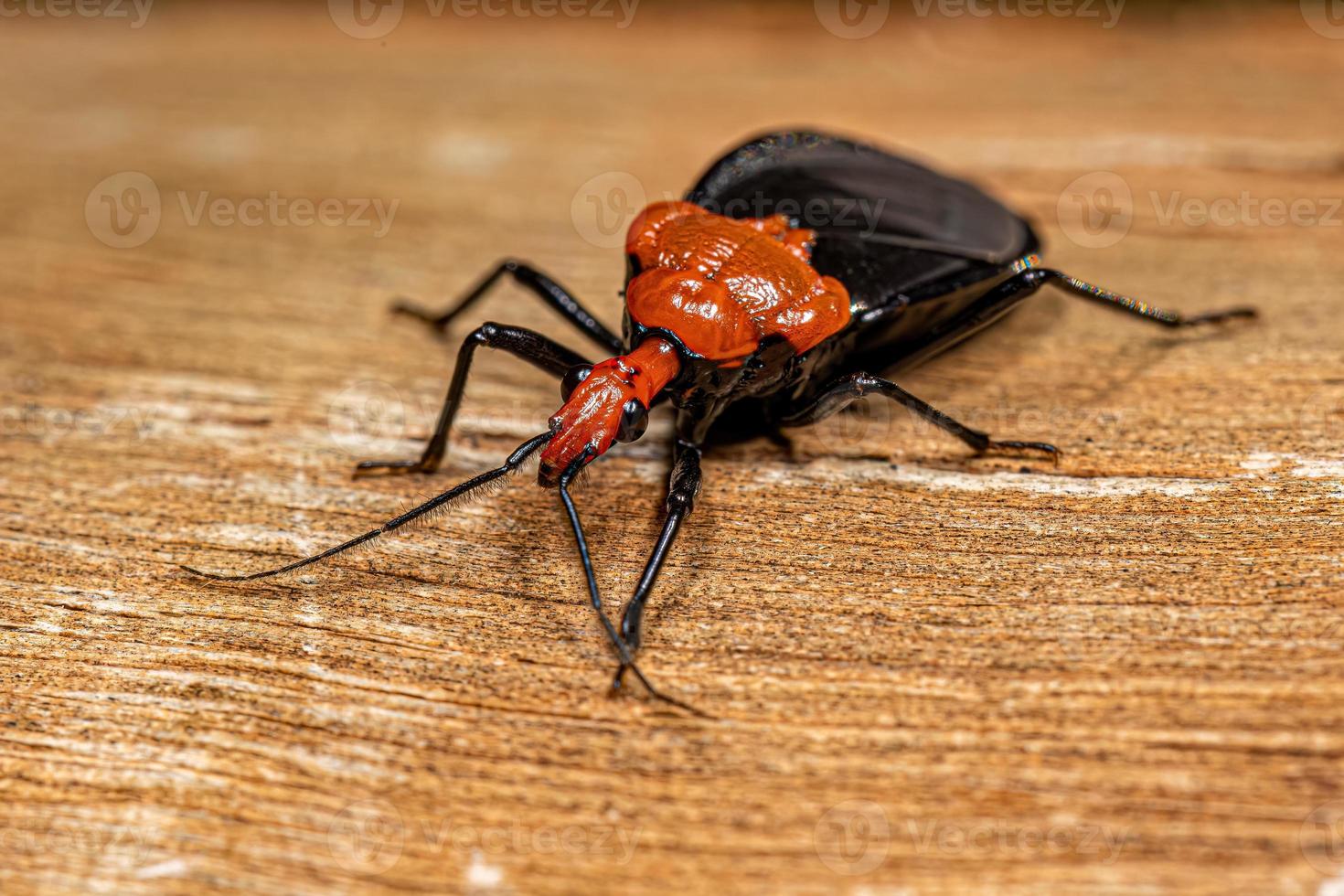 Adult Millipede Assassin Bug photo