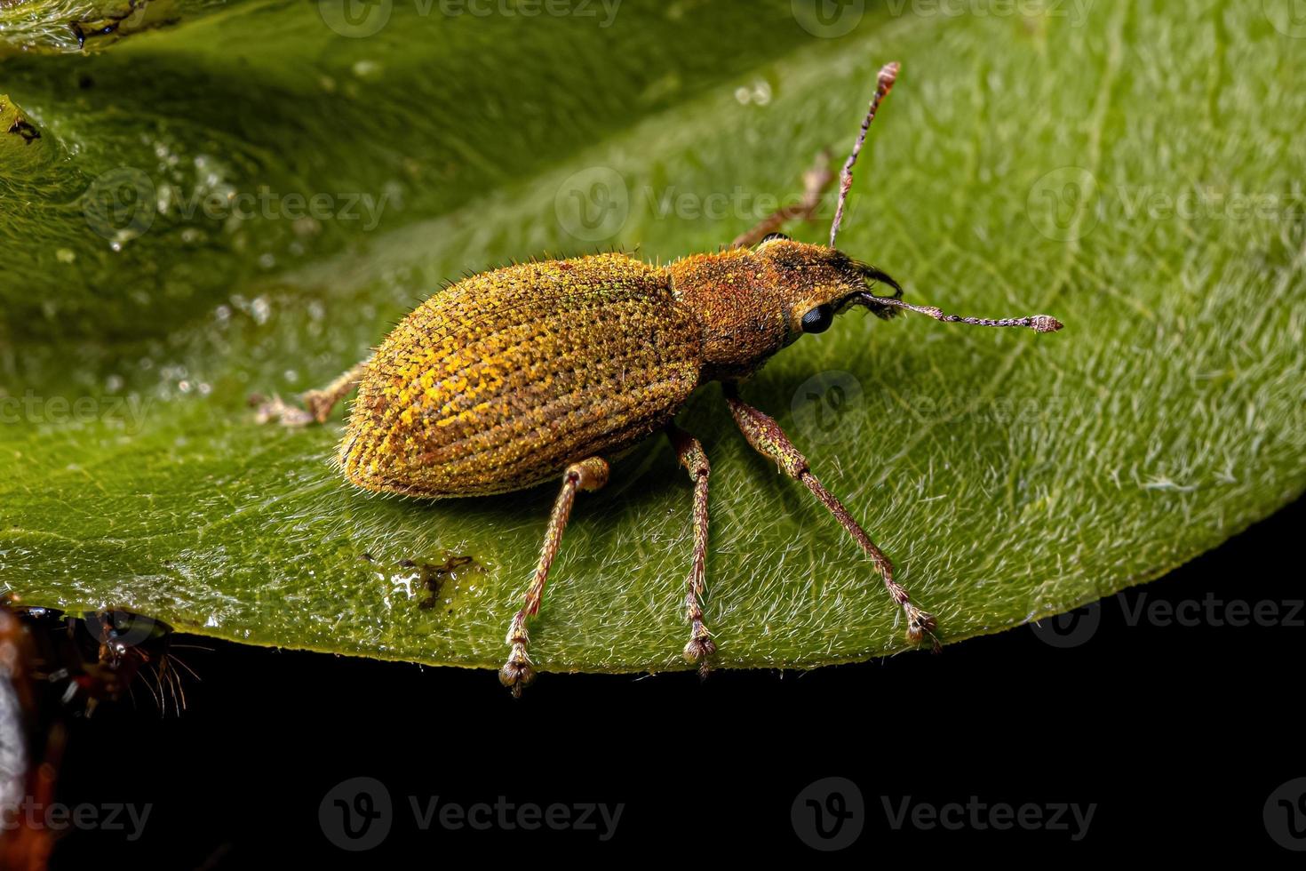 Adult Broad-nosed Weevil photo