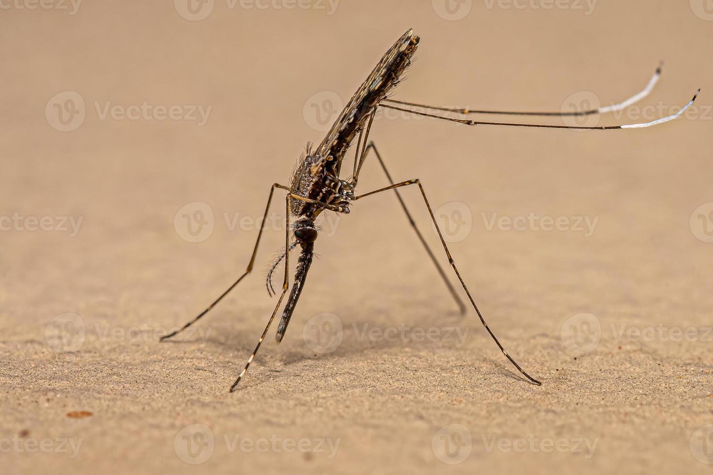 mosquito adulto de la malaria foto