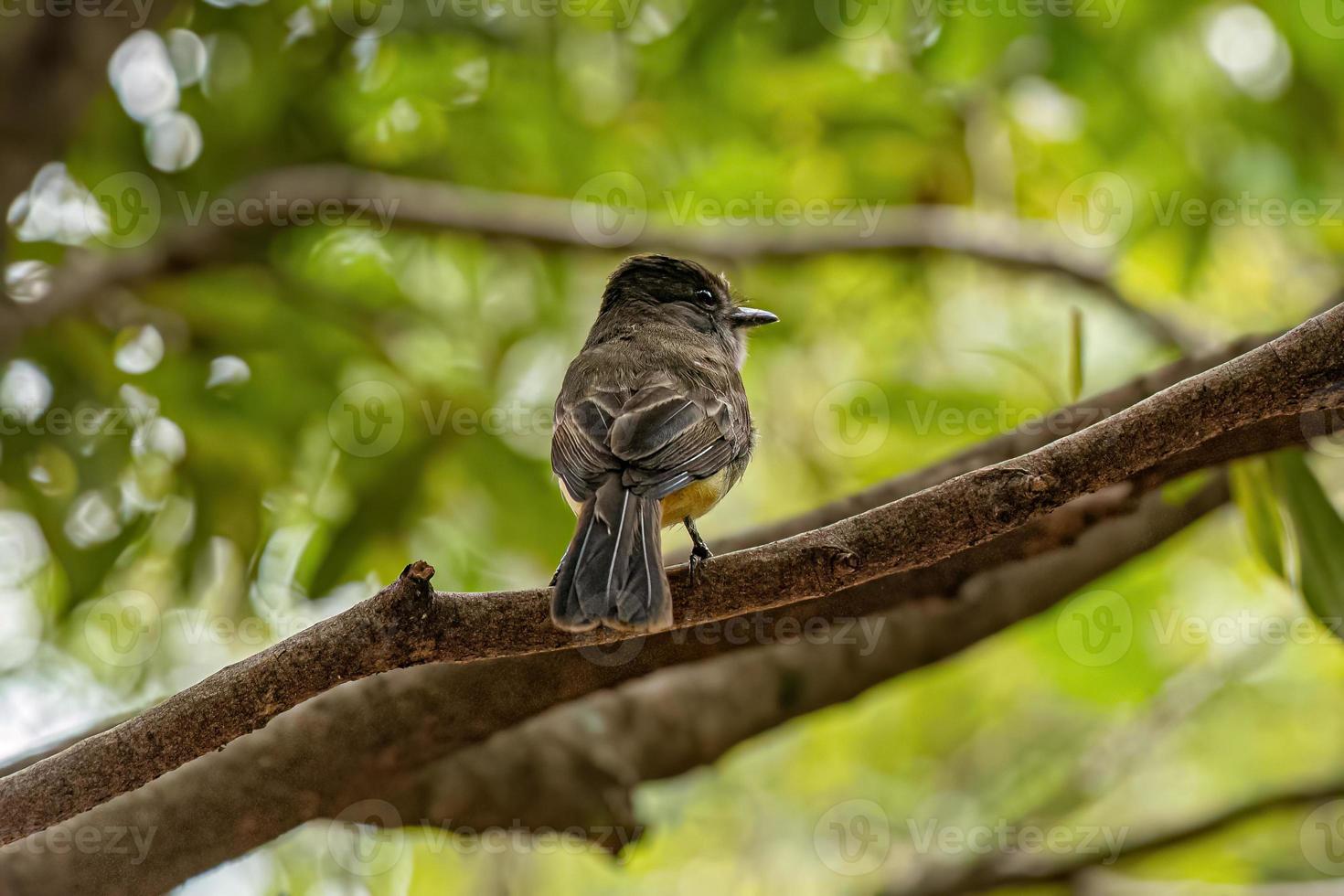 pájaro papamoscas myiarchus foto