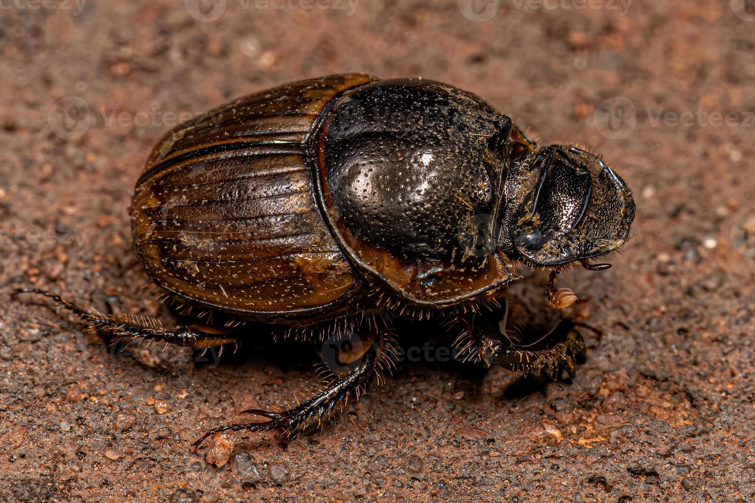 Adult Gazelle Scarab photo