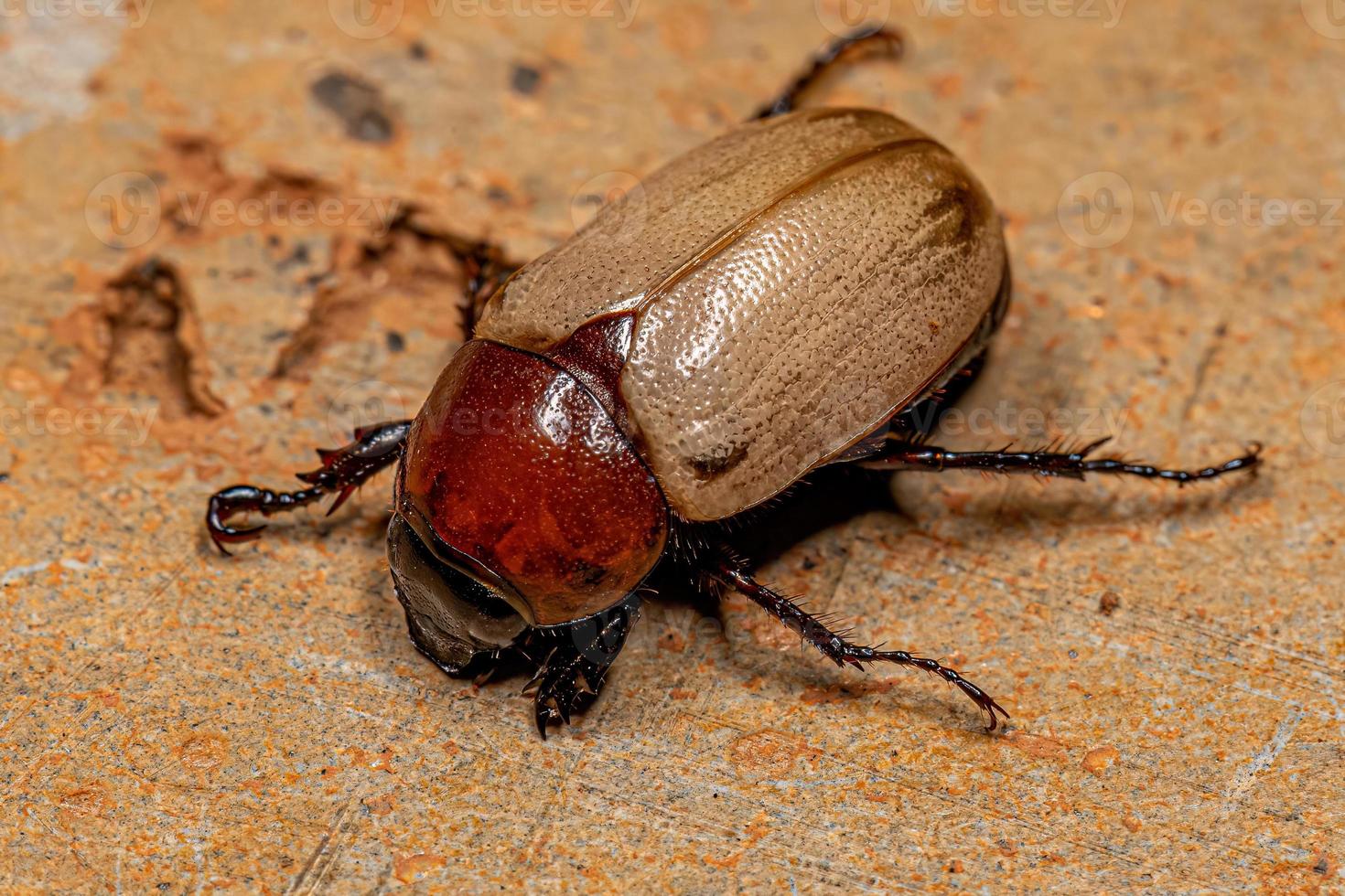 Adult Brown Scarab photo