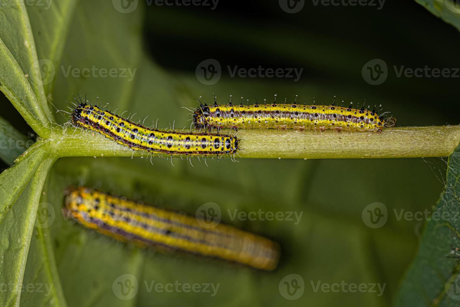 Great Southern White Butterfly Caterpillar photo