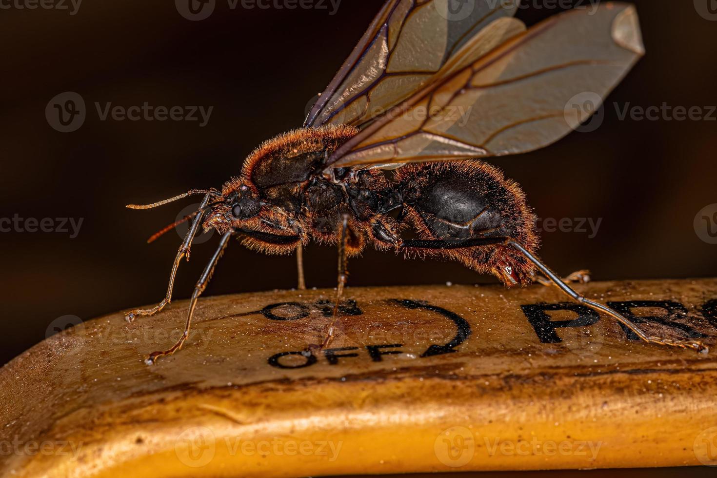 hormiga cortadora de hojas atta alada macho adulto foto