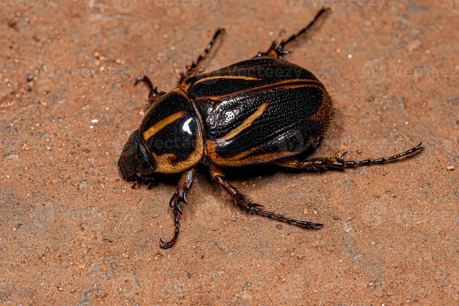 Adult Rhinoceros Beetle photo
