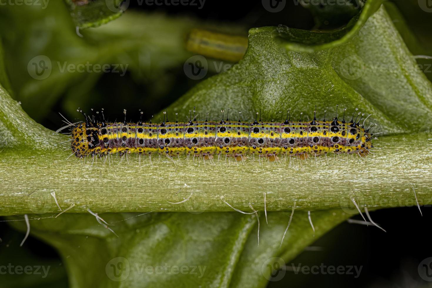 Great Southern White Butterfly Caterpillar photo