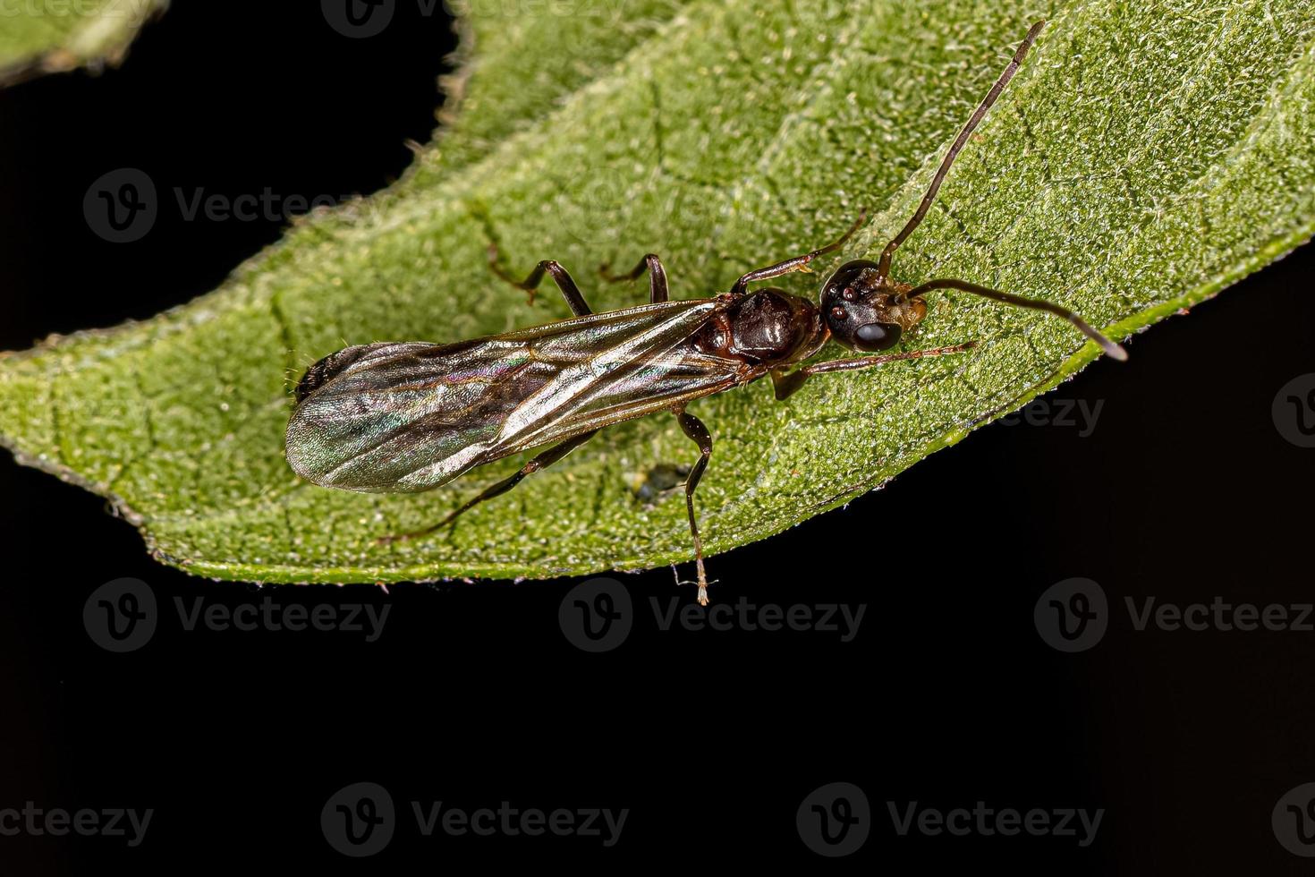 hormiga alada macho adulto foto
