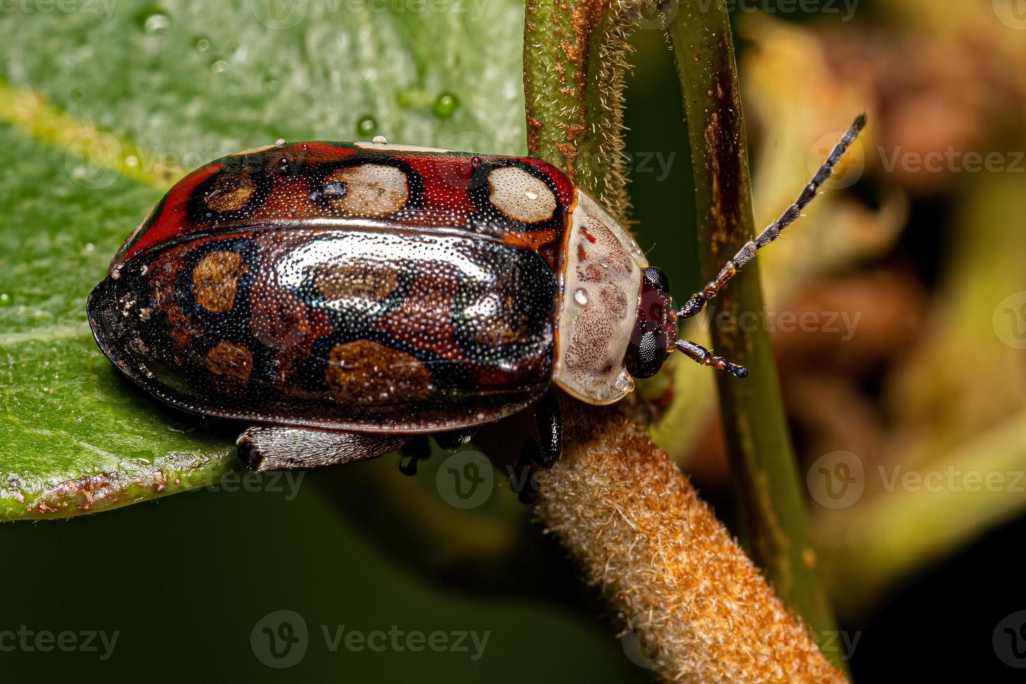 Adult Flea Beetle photo