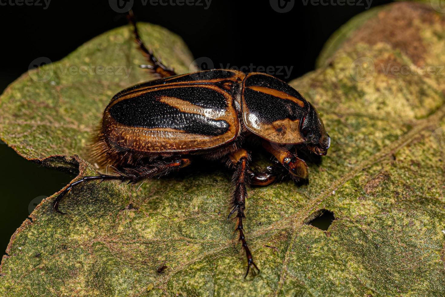 Adult Rhinoceros Beetle 13070956 Stock Photo at Vecteezy