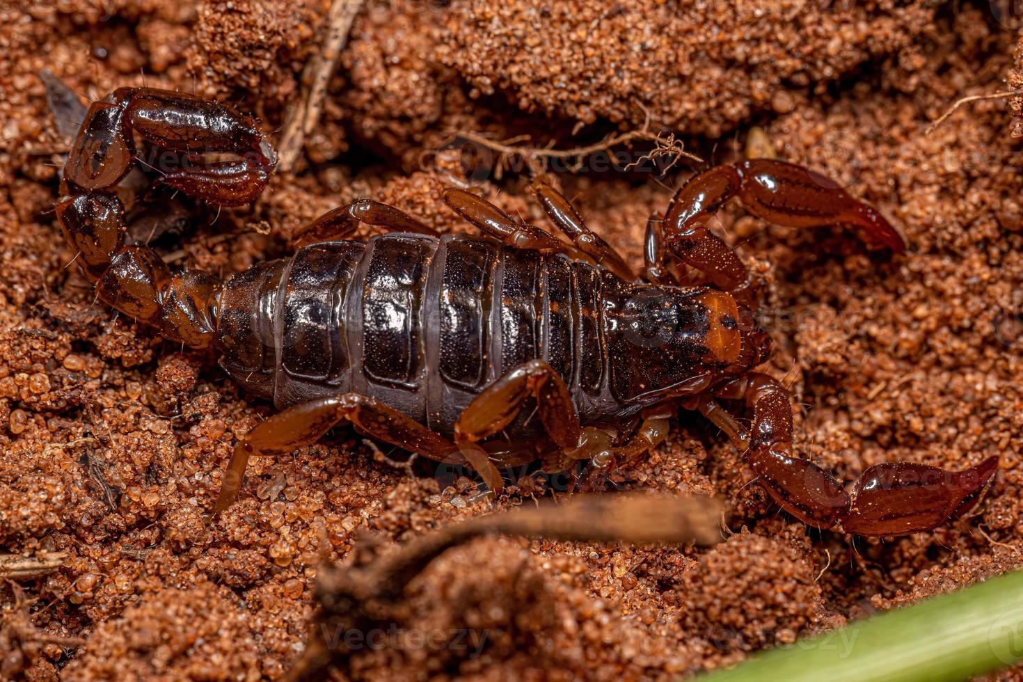 artrópodo arácnido quelicerado escorpión foto