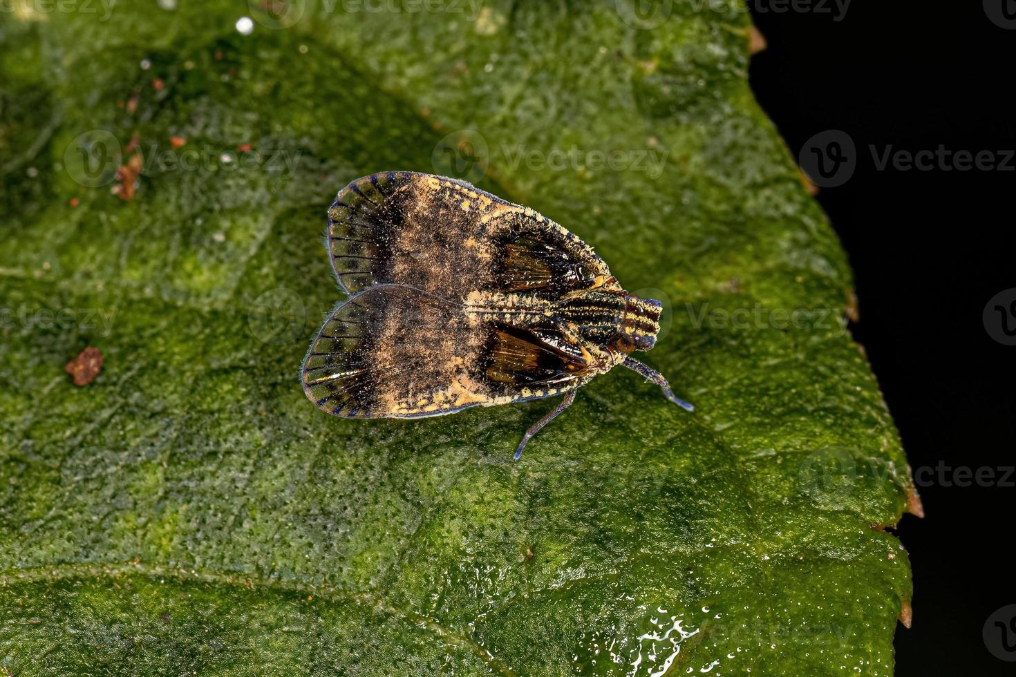 Adult Small Planthopper photo