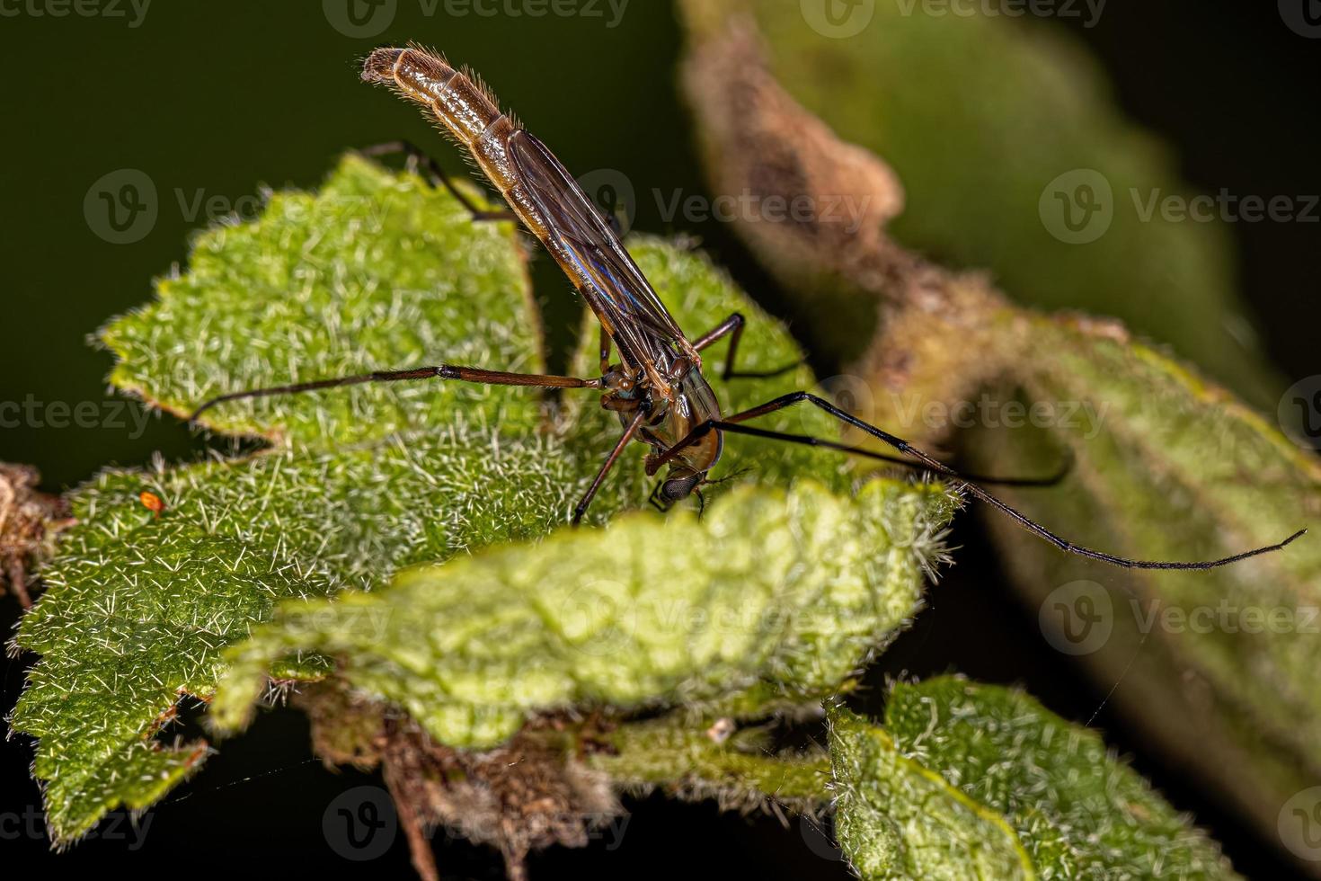 Adult Non-biting Midge photo