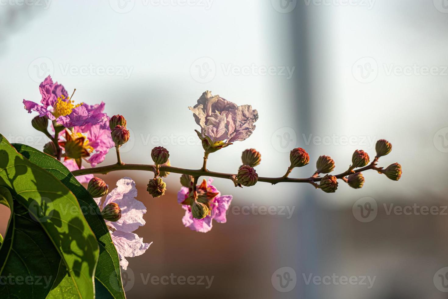 Giant Crape-Myrtle Tree photo