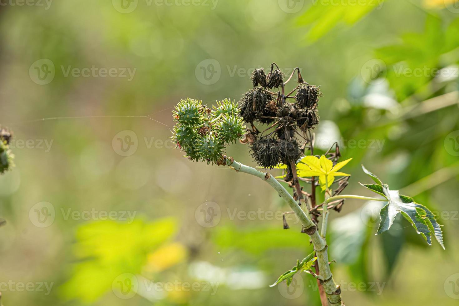 Green Castor Bean Plant photo