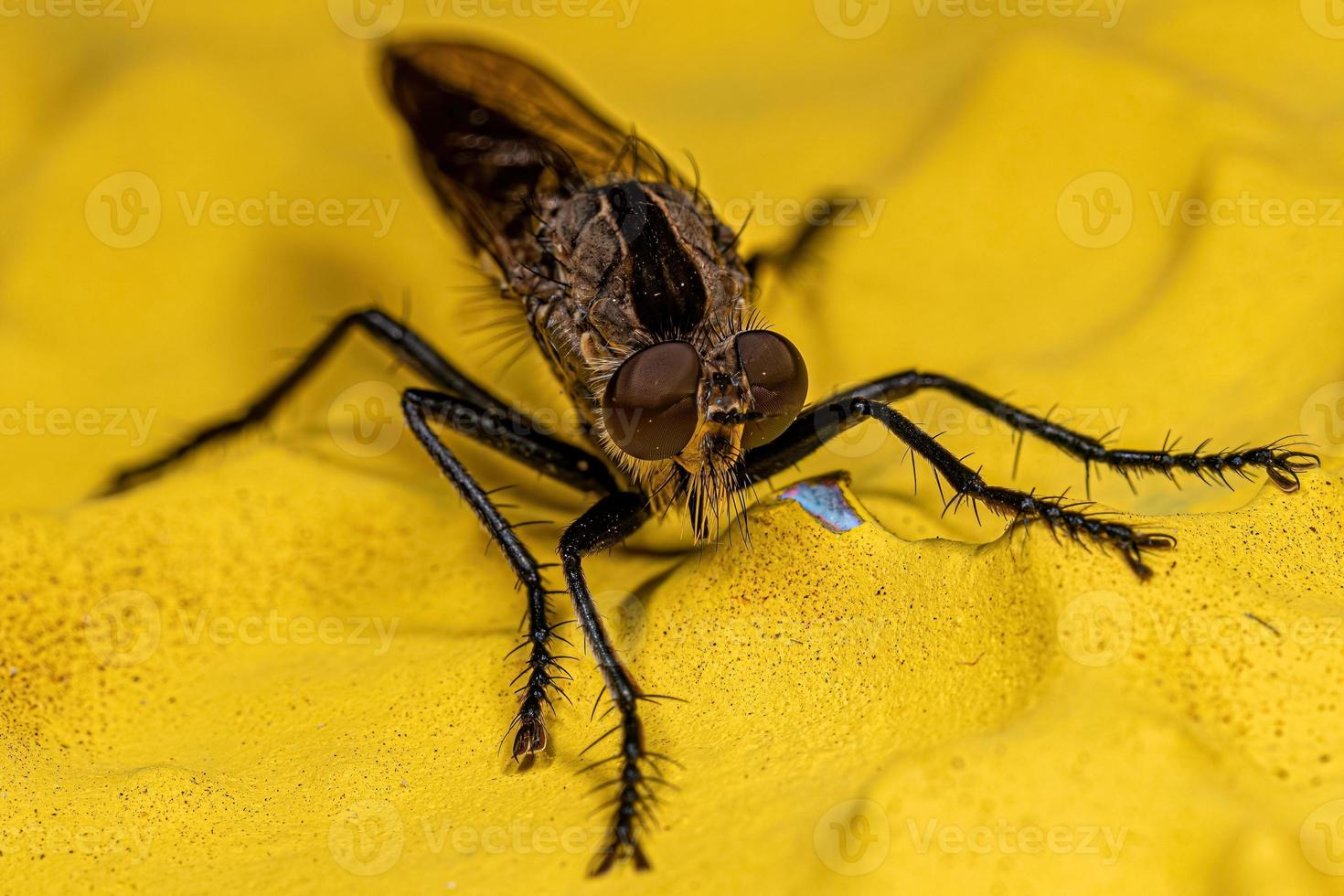 Adult Robber Fly photo