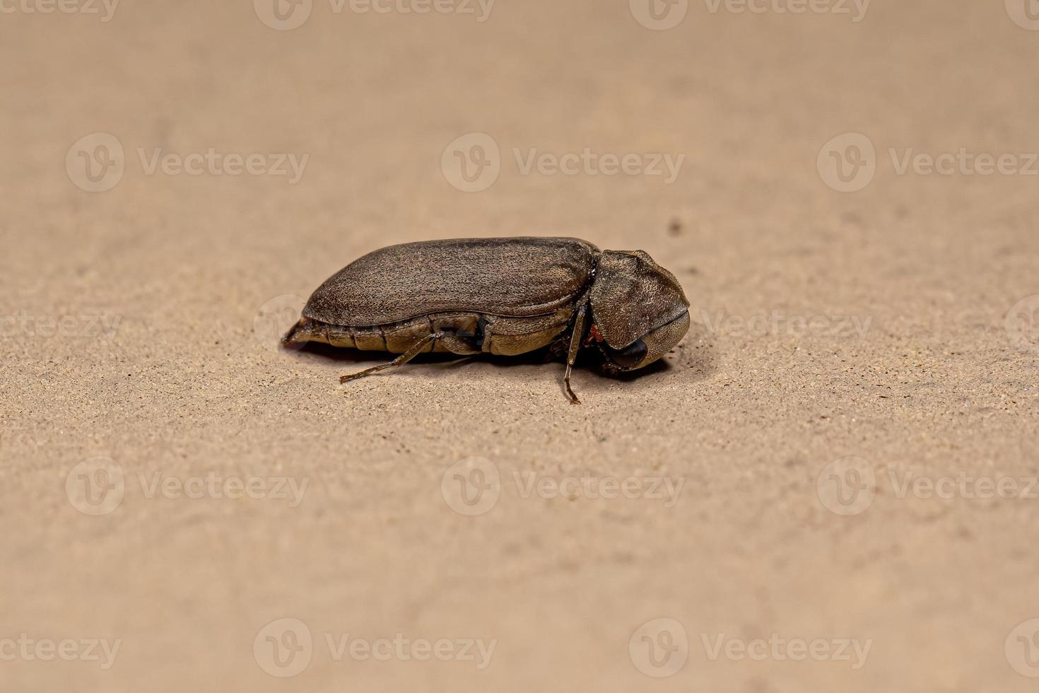 insecto escarabajo adulto foto