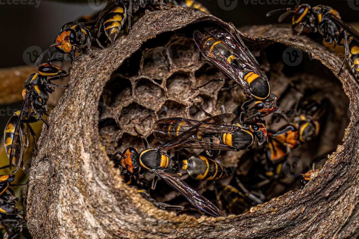 Adult Long-waisted Honey Wasps photo