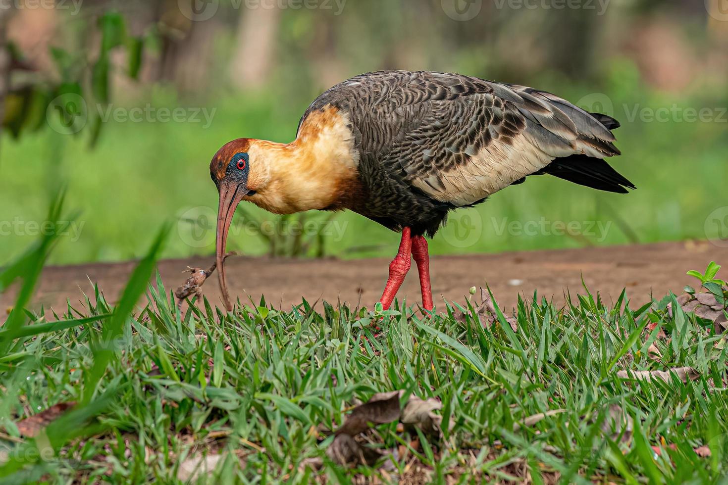 ibis de cuello buff foto