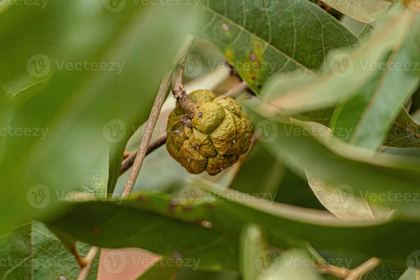 Small Wild Fruit photo