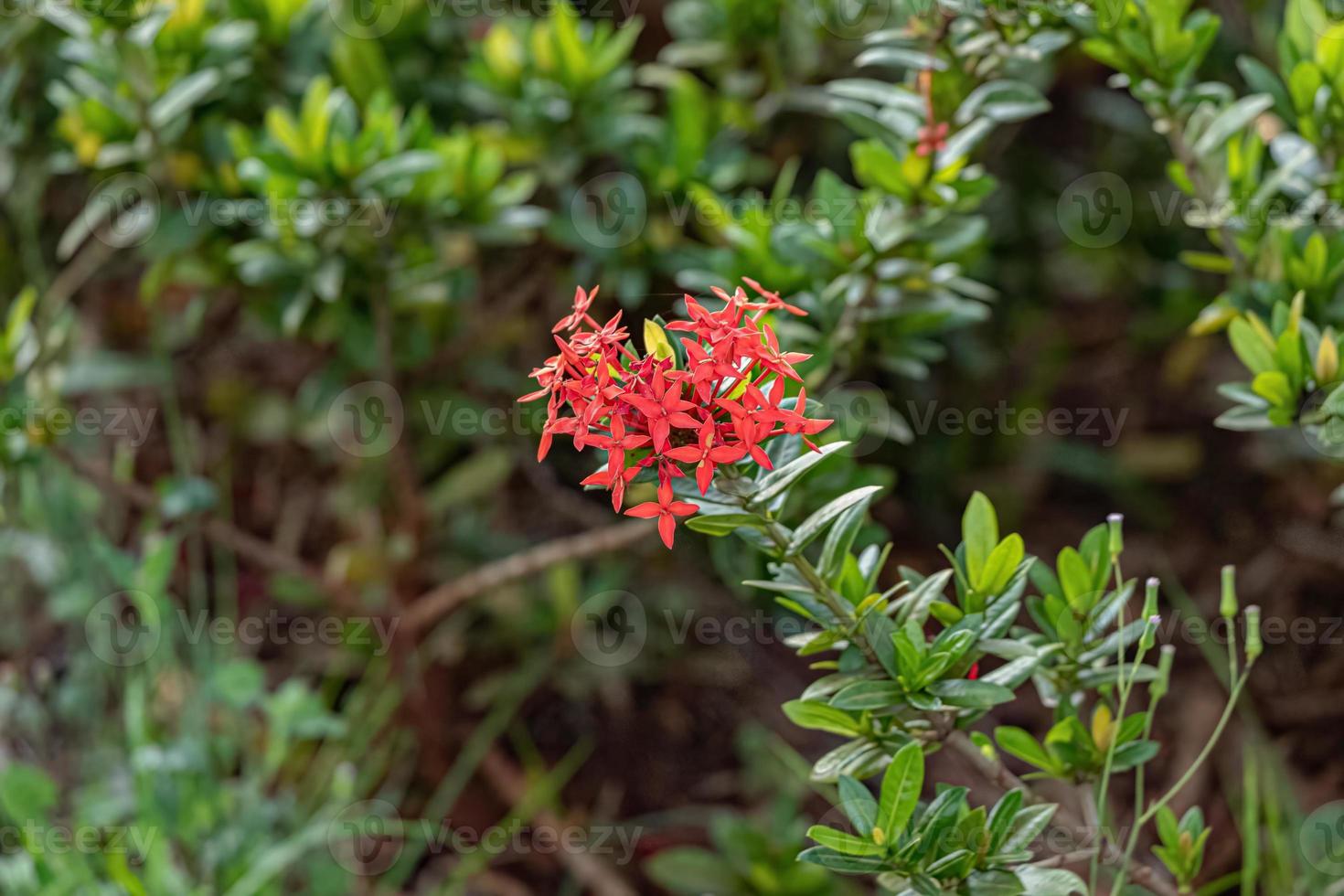 Red Jungle Flame Plant Flower photo