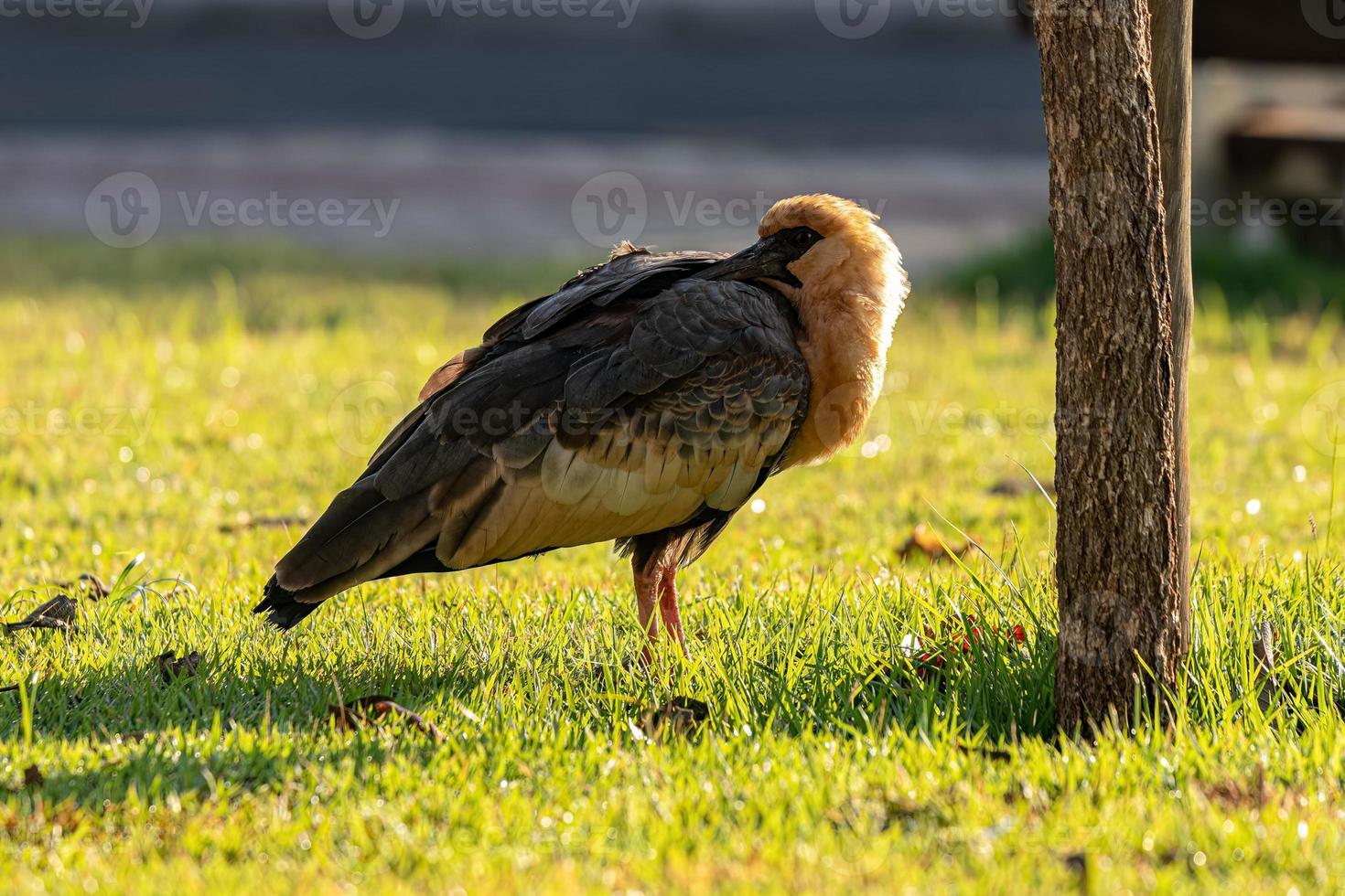 ibis de cuello buff foto