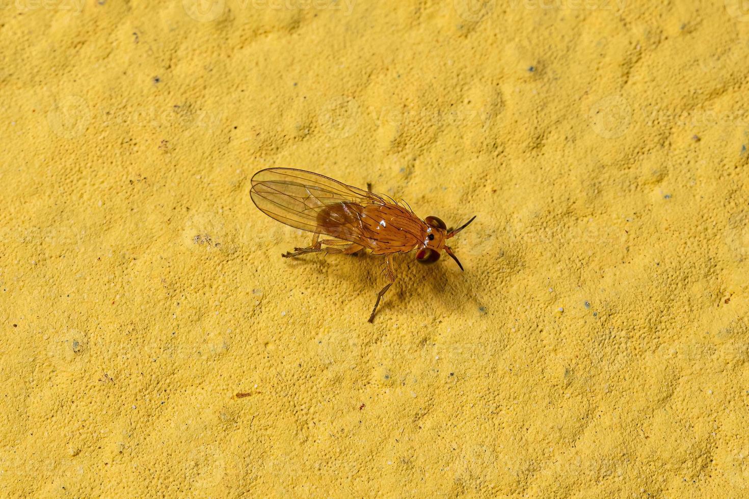 Adult Lauxaniid Fly photo