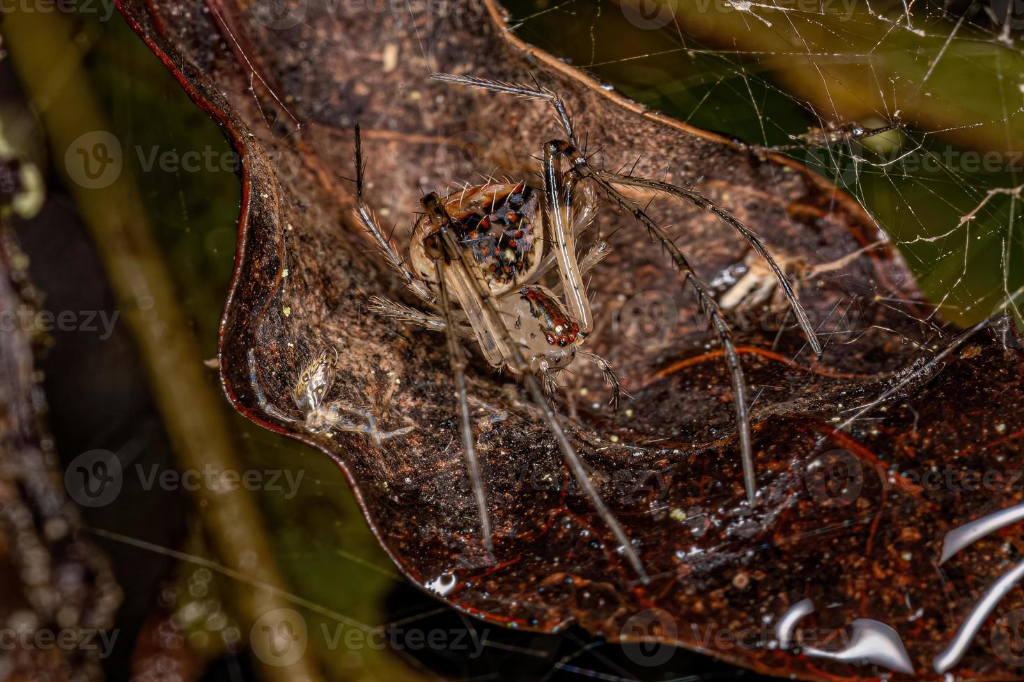 Small Cannibal Spider photo