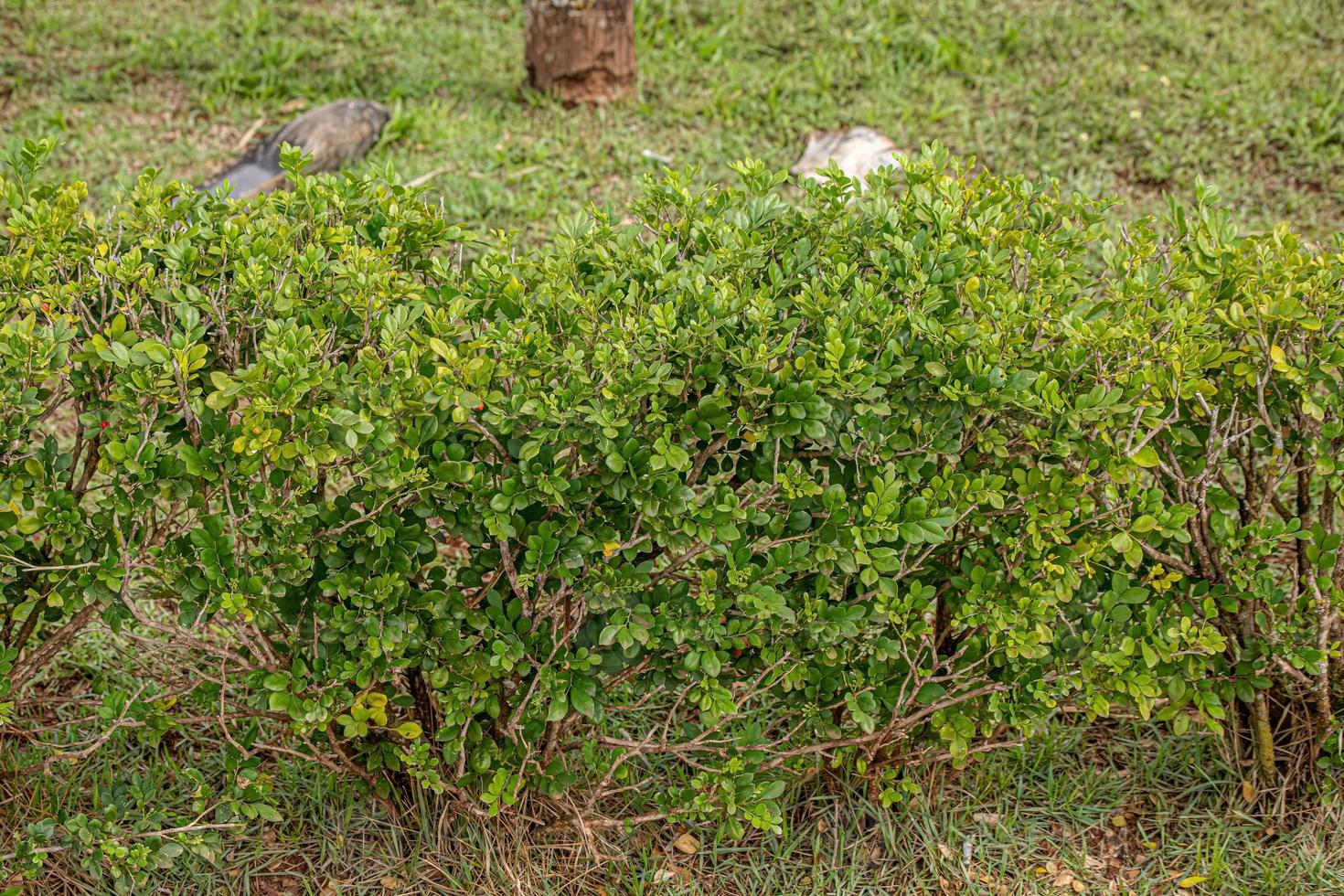 Orange Jasmine Plant photo