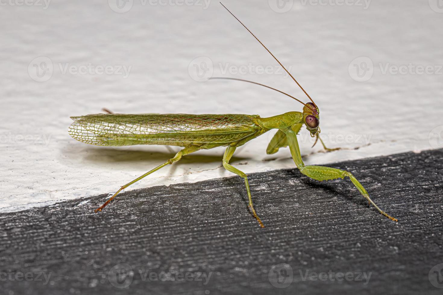 Adult Acontistid Mantis photo