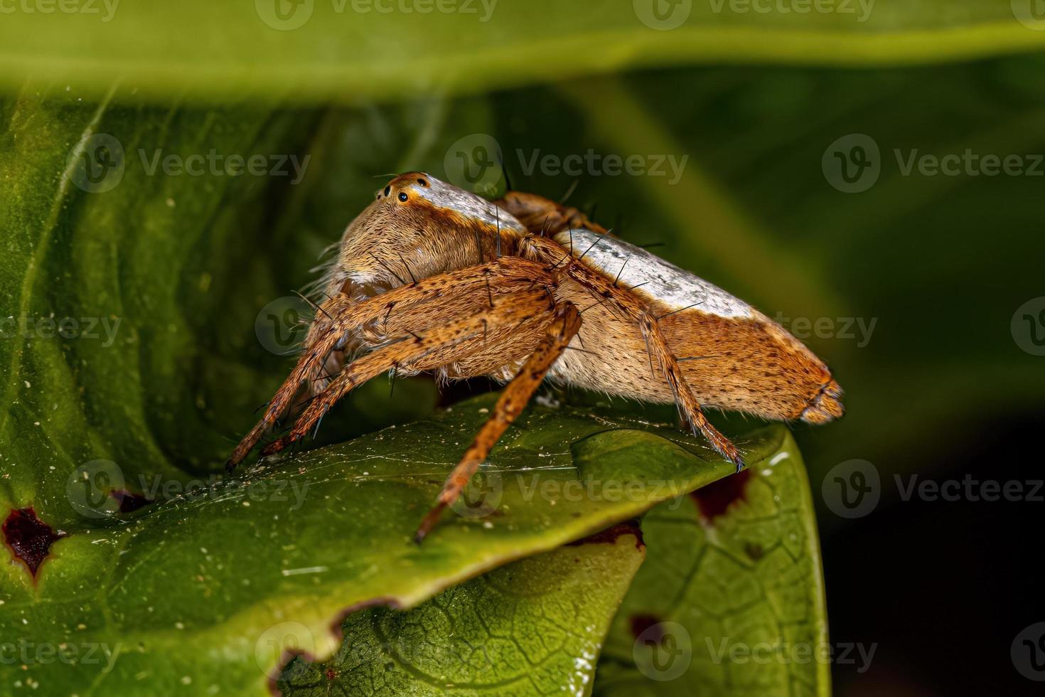 Female Adult Lynx Spider photo