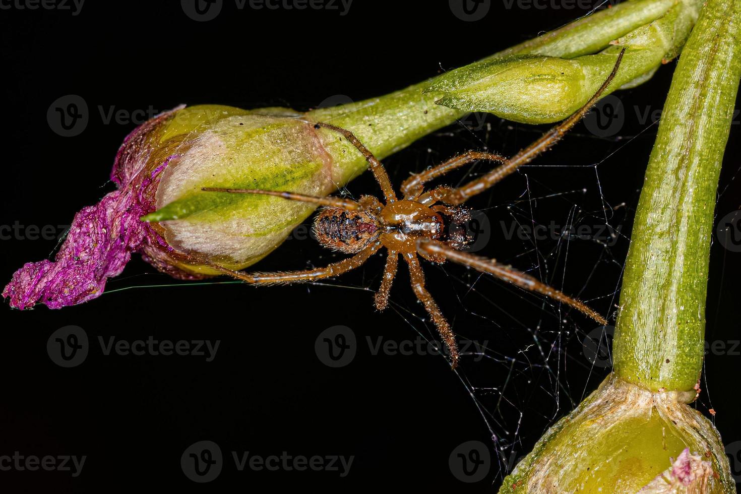 pequeña araña de telaraña macho foto