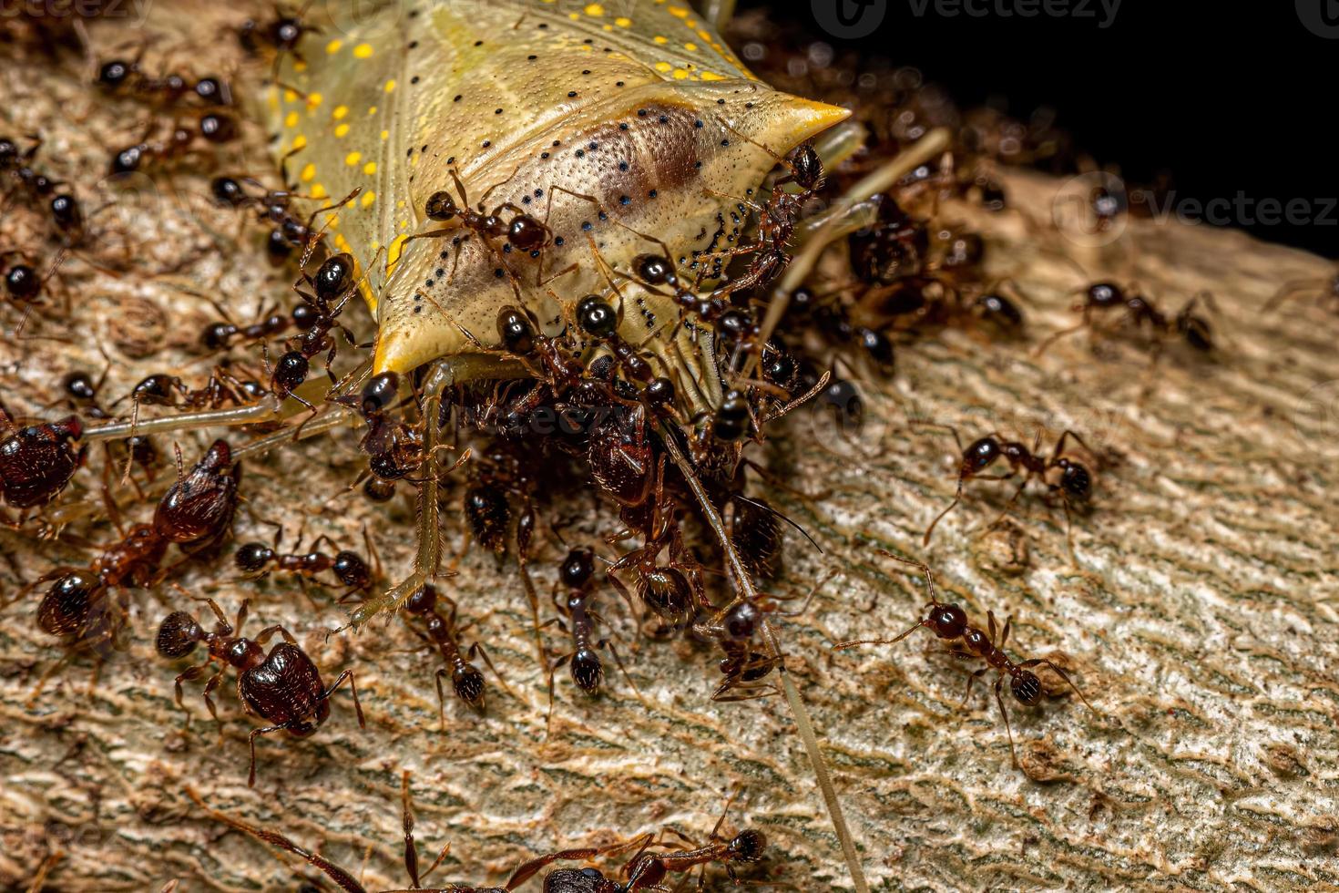 Adult Female Big-headed Ants preying on an adult White spotted Arvelius stink bug photo