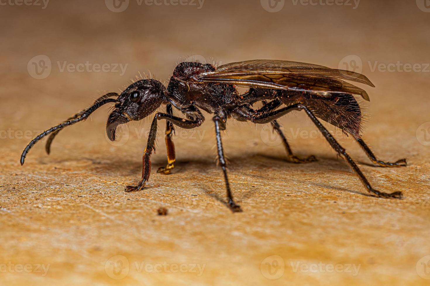 Adult Bullet Ant Queen photo