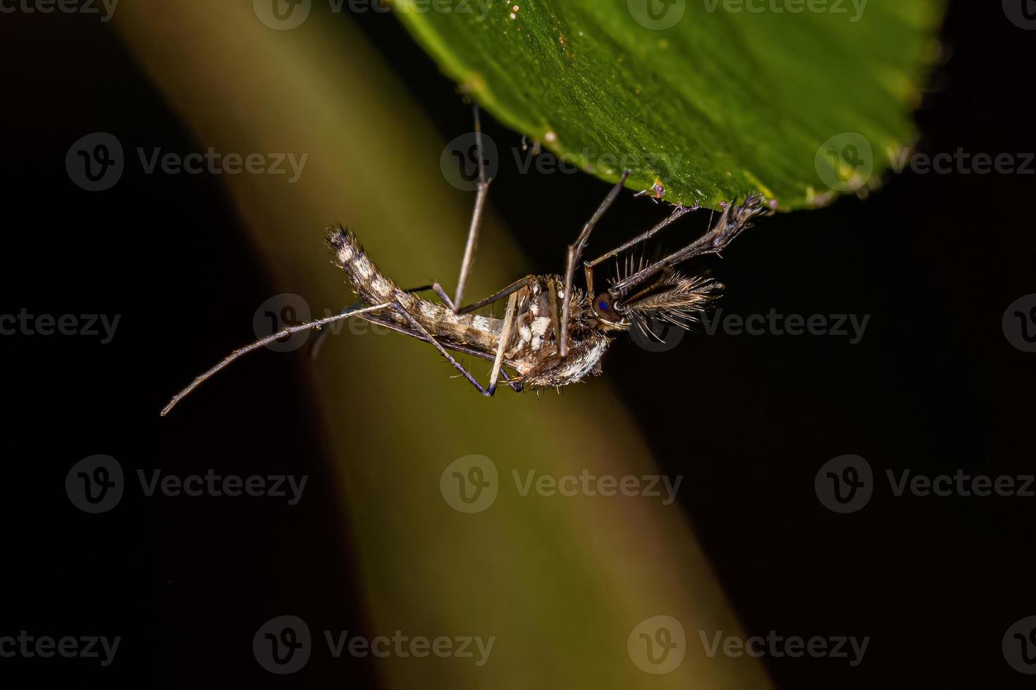 mosquito culicine macho adulto foto